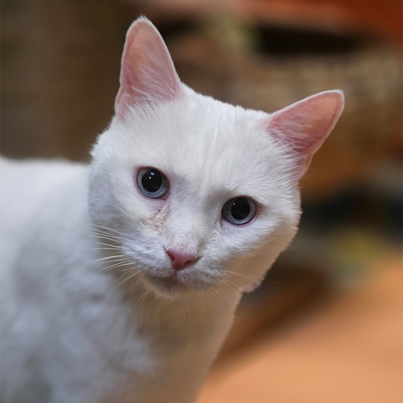 pamukina2-profilbild-20260423