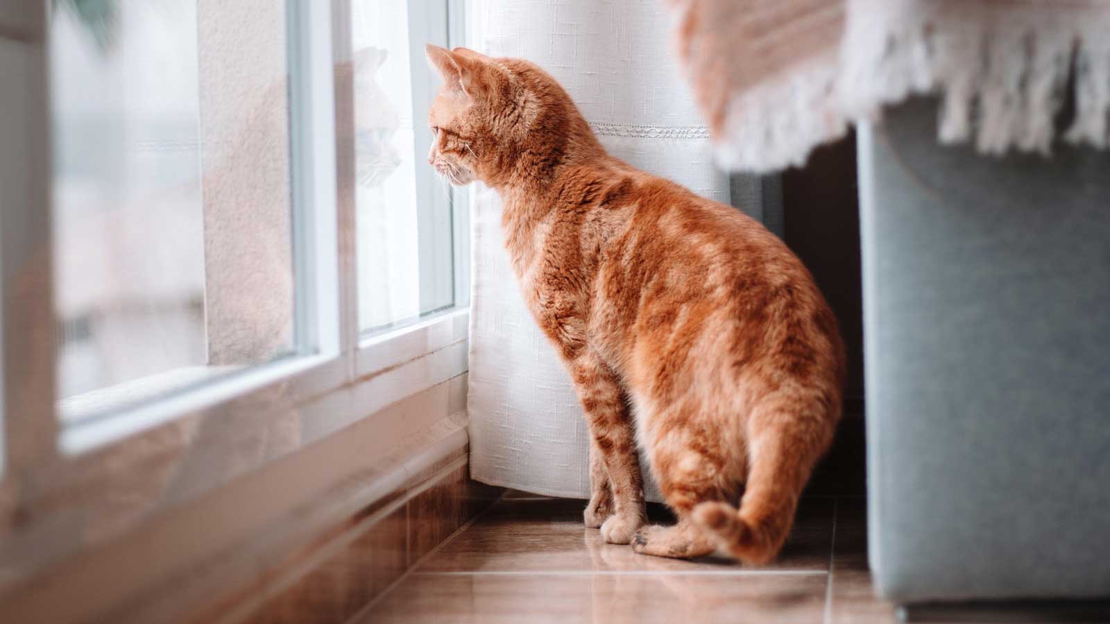 Rote Katze sitzt auf dem Boden und blickt durch eine verglaste Tür.