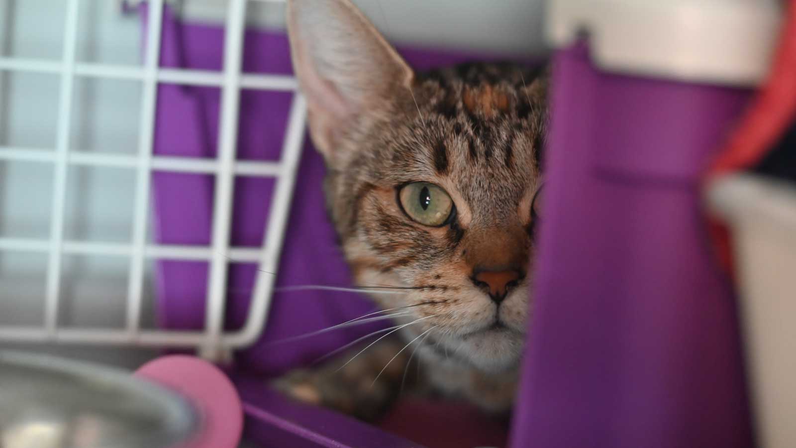 Katze blickt aus einer lilafarbenen Transportbox.