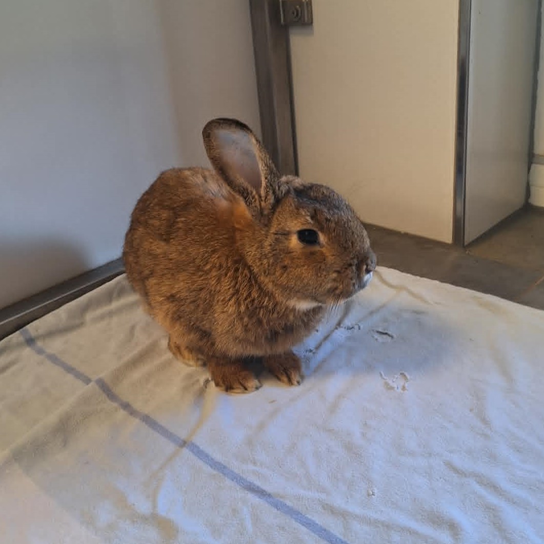 Gunnar auf einer Decke Kaninchen Gunnar sitzt auf einer hellen Decke.