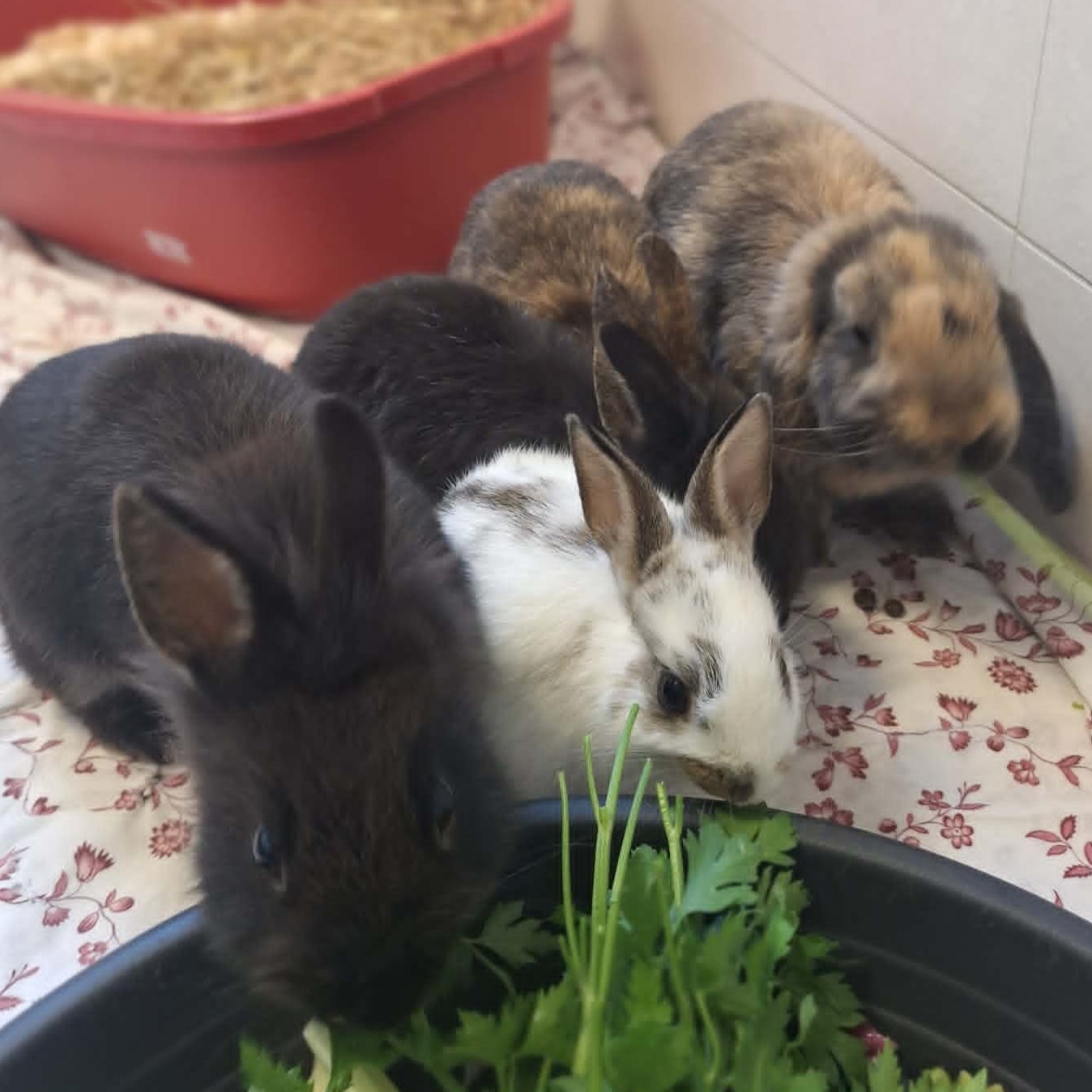 Jesus-Maria-Josef-Cini-Mini-4