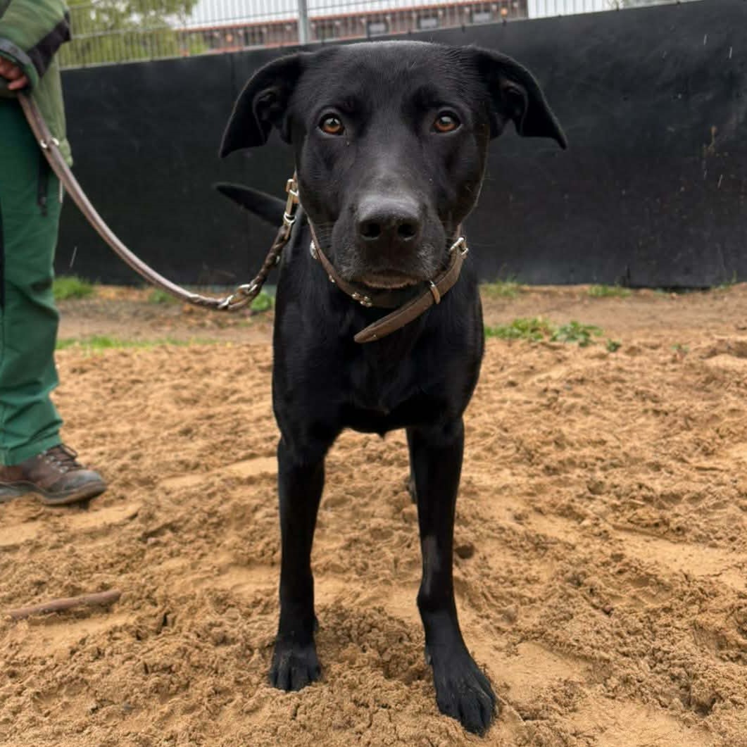 Schwarzer Labrador Mix