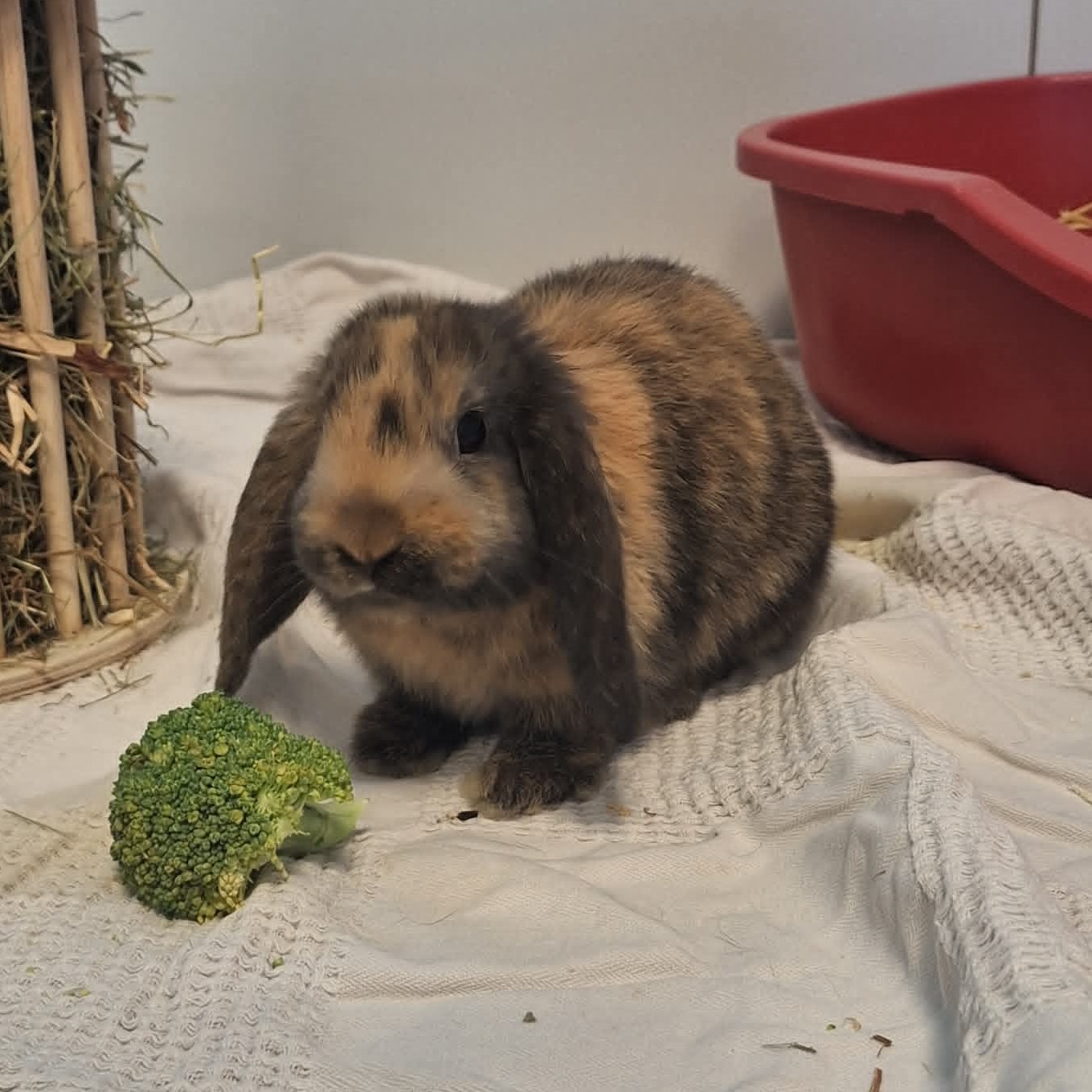 Oona Oona