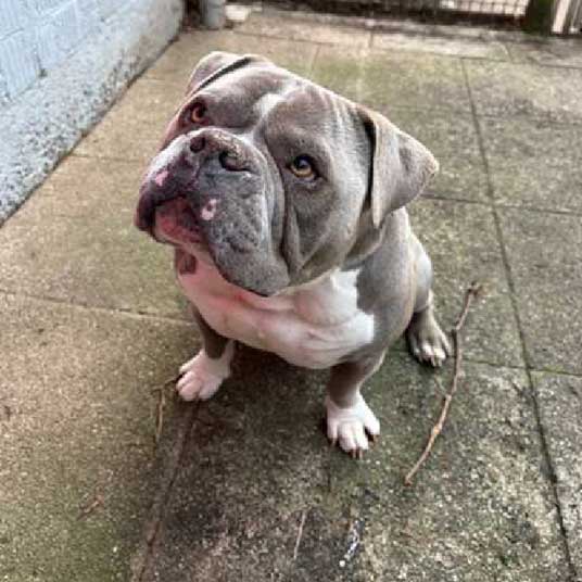 Paco - Bully