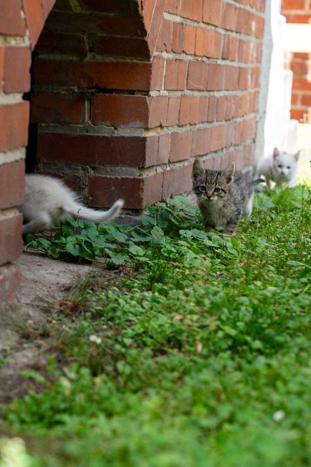 Katzenhilfe Hannover - Streunerkatzen