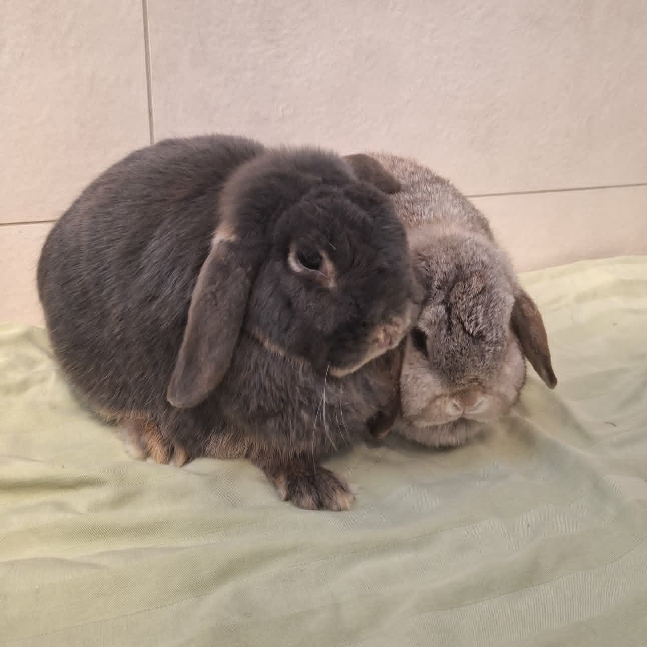 Twix-Tilly-1