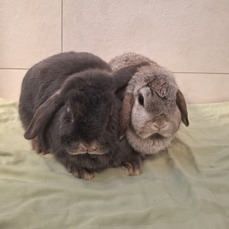 Twix-Tilly-2 Twix & Tiffy