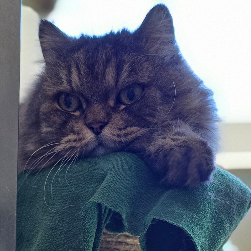 gizmo1-profilbild-20260430