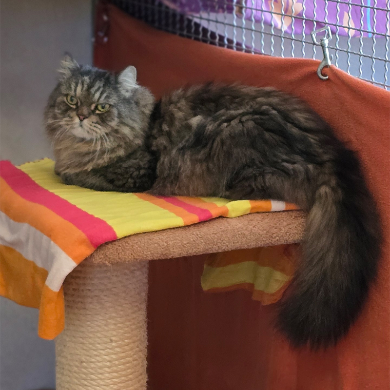 gizmo2-profilbild-20260430