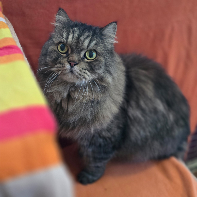gizmo3-profilbild-20260430
