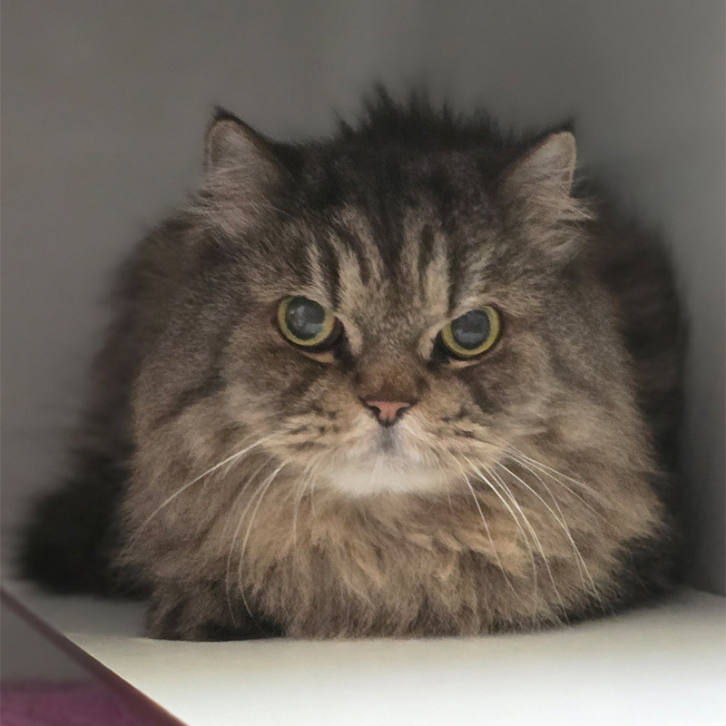 gizmo4-profilbild-20260430