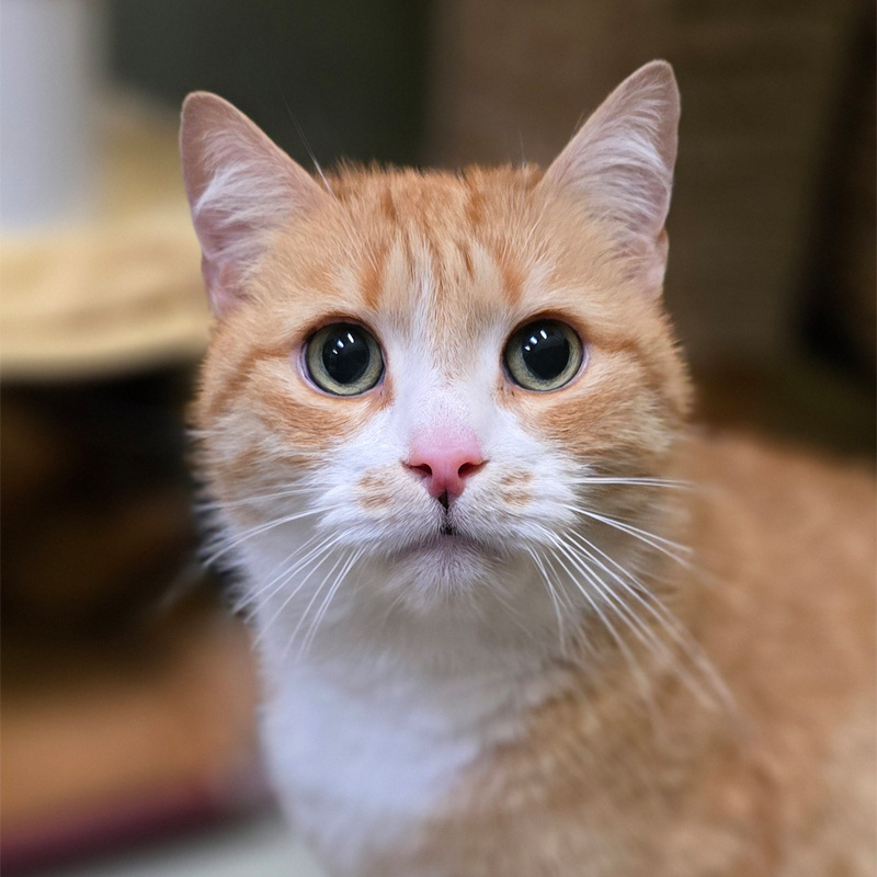 simba-titelbild-20260505
