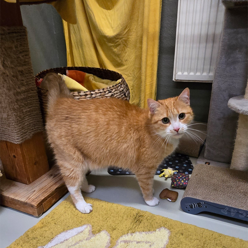 simba1-profilbild-20260505