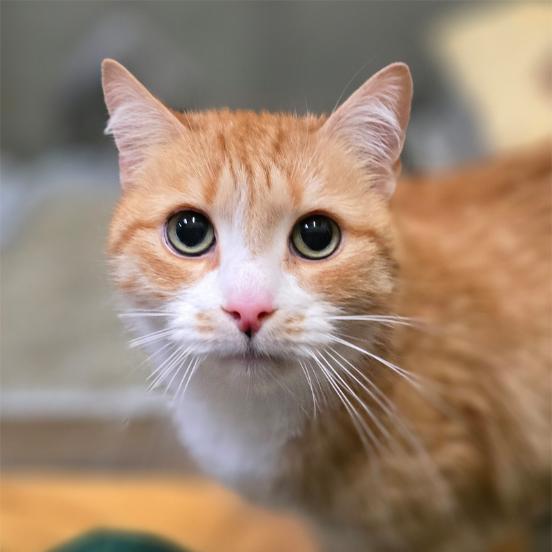 simba3-profilbild-20260505
