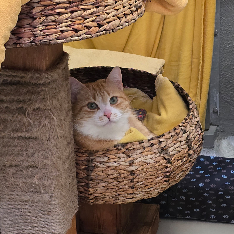 simba4-profilbild-20260505
