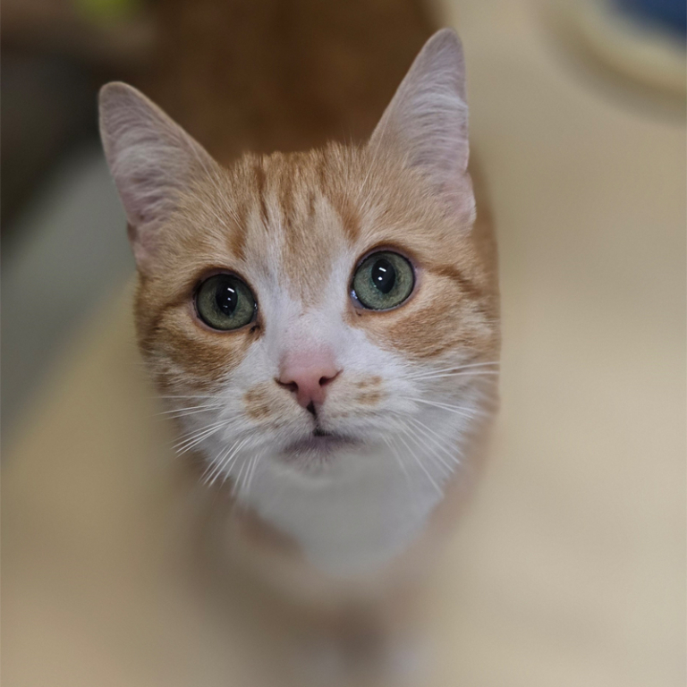 simba5-profilbild-20260505 Simba