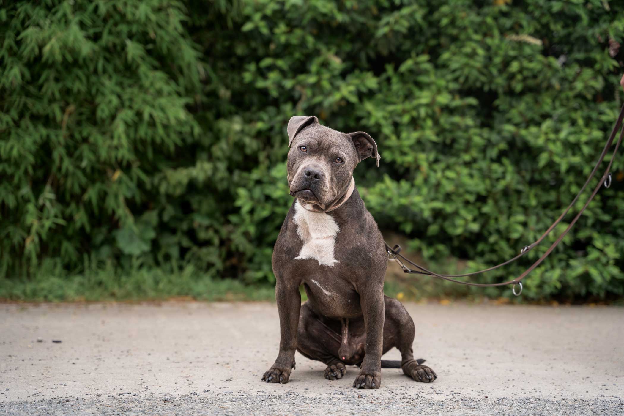 Sichergestellte Hunde - Veterinäramt