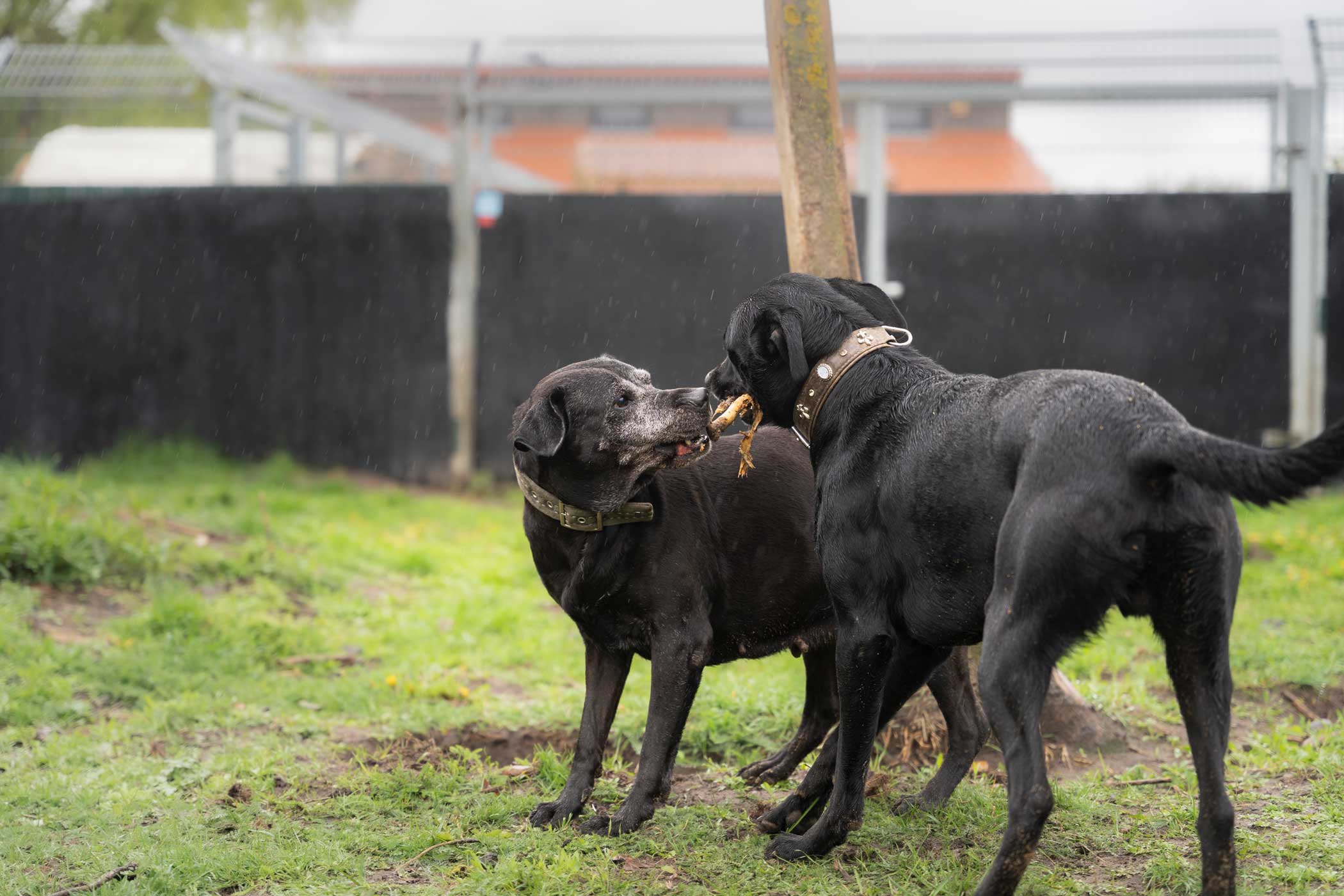 spezielle-Hunde2 So finden Tiere ein neues zuhause
