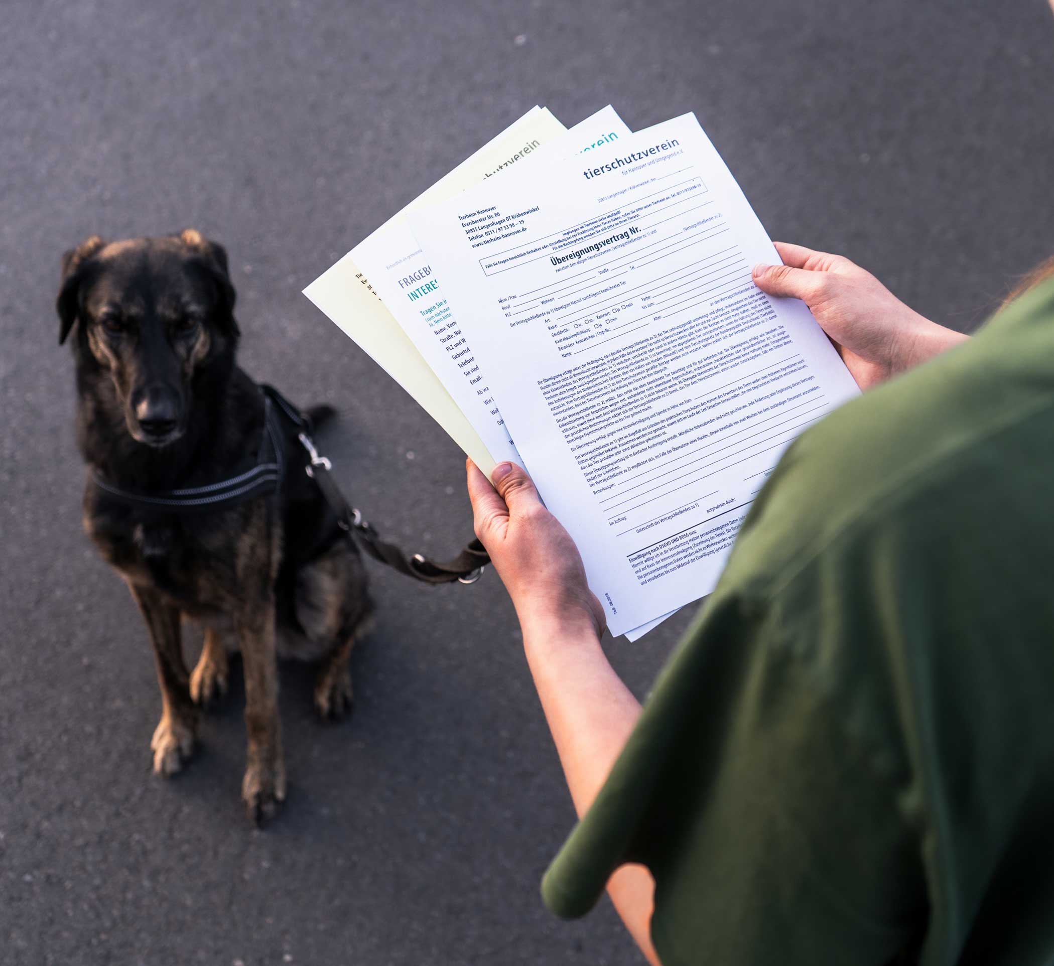 spezielle-Hunde3 Hunde aus Sicherstellungen, vom Veterinäramt eingezogen und sonstige Hunde, die nicht direkt bei uns im Tierheim Hannover untergebracht sind, aber ein Zuhause suchen.