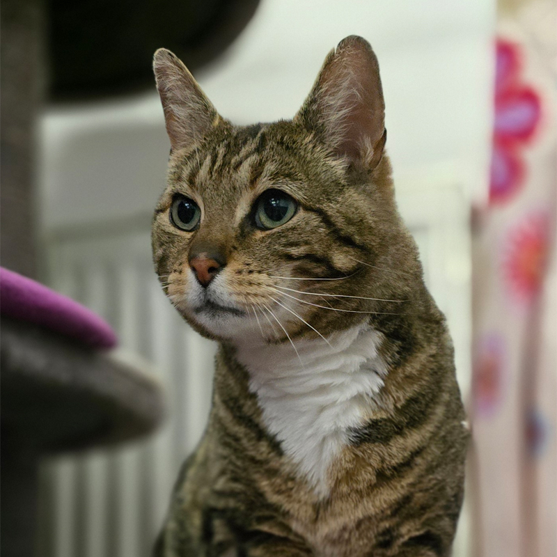 thommy1-profilbild-20260505