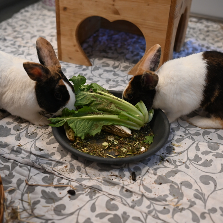 Zwei Kaninchen am Futternapf Papageirik und Kanarichard