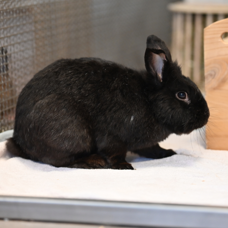 Kaninchen Curacao im Tierheim Hannover Curacao
