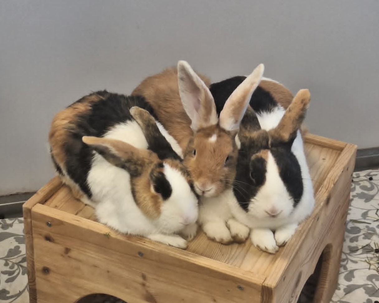 Die Kaninchen Sinnika, Papageirik und Kanarichard kuscheln auf einer Holzplattform.