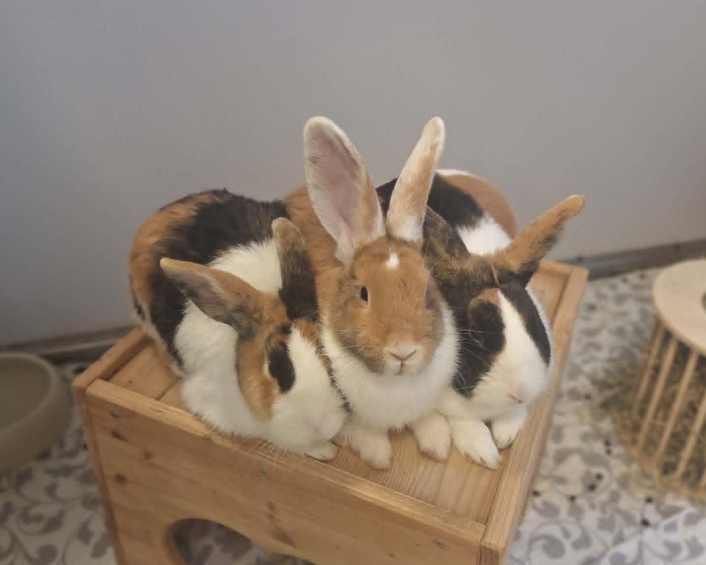 Die Kaninchen Sinnika, Papageirik und Kanarichard sitzen eng beieinander auf einer Holzplattform.