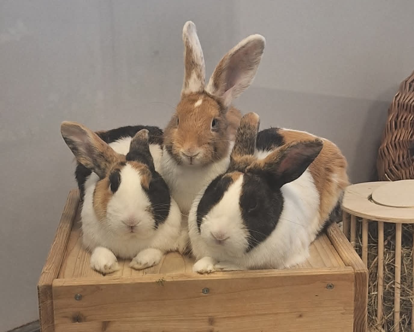 Die drei Kaninchen Sinnika, Papageirik und Kanarichard kuscheln gemeinsam.