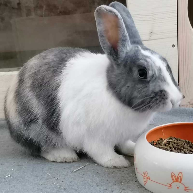 Unmut