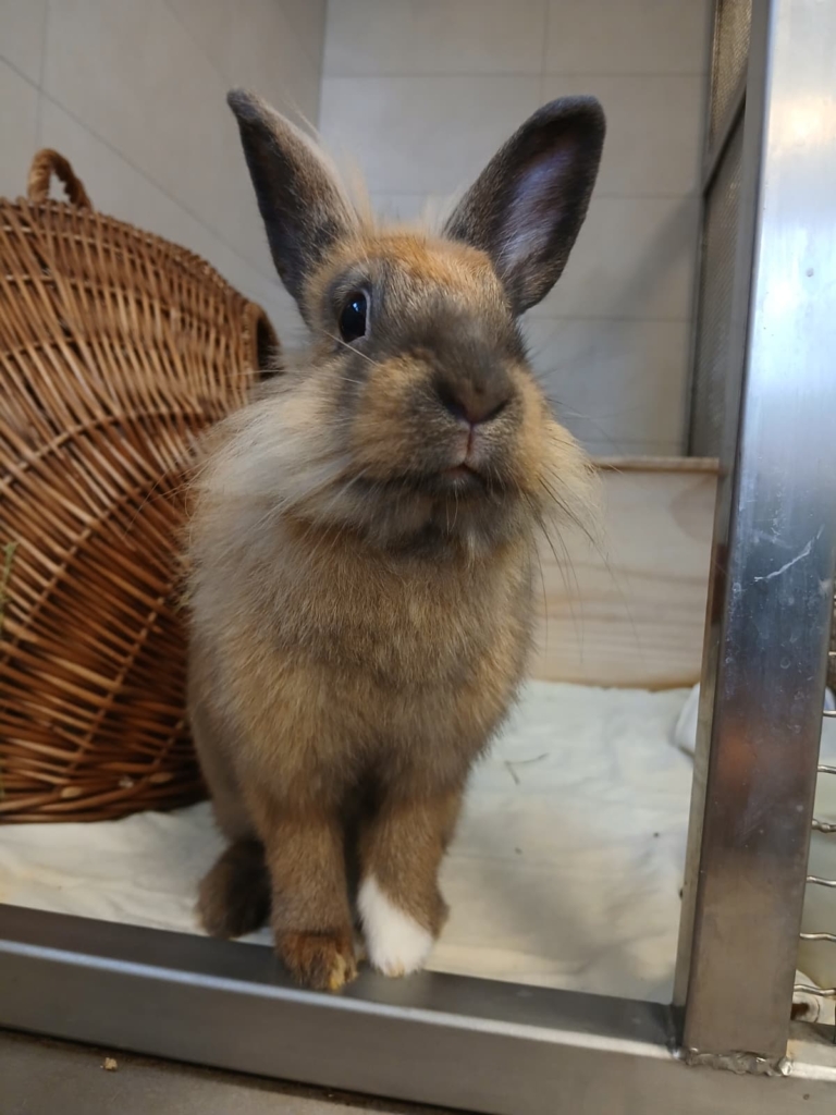 Kaninchen Ninchen im Tierheim Hannover Ninchen