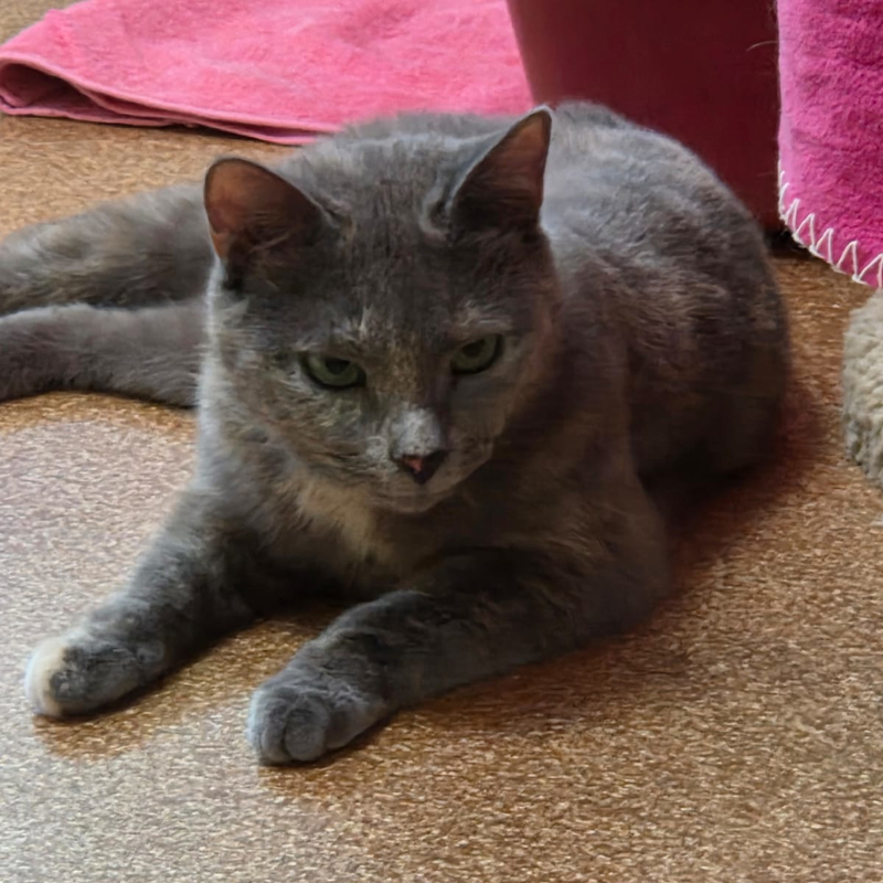 Ahuma liegt auf dem Boden im Katzenzimmer.