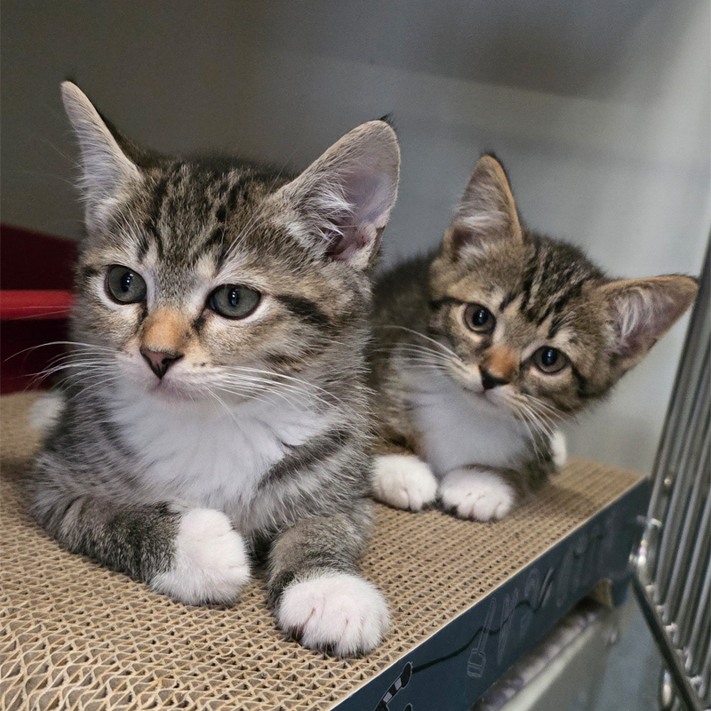 Bendix und Patzi auf einem Kratzbrett Die jungen Katzen Bendix und Patzi liegen gemeinsam auf einem Kratzbrett.