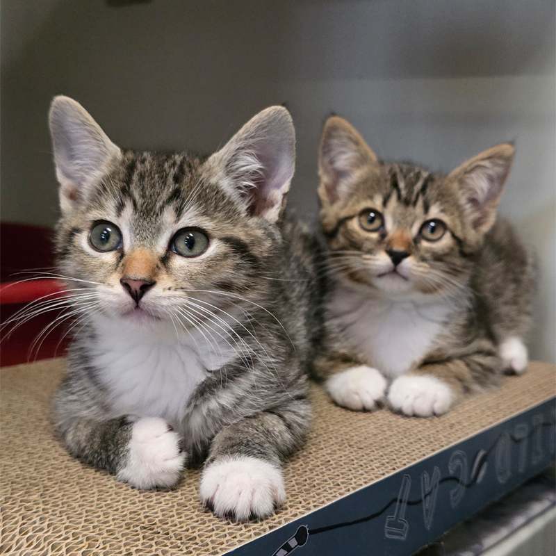 Bendix und Patzi im Katzenzimmer Die jungen Katzen Bendix und Patzi sitzen gemeinsam im Katzenzimmer.