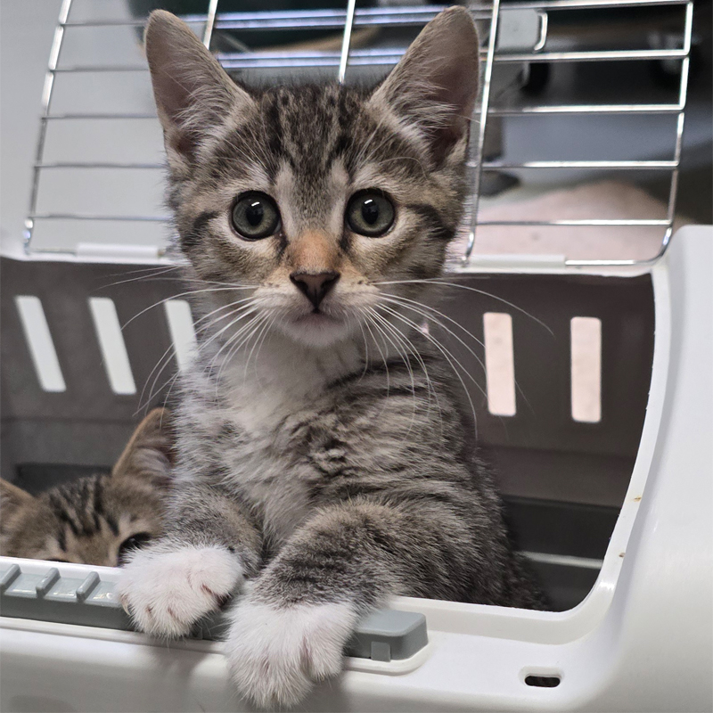 Junge getigerte Katze in einer Transportbox Eine junge getigerte Katze sitzt in einer Transportbox.