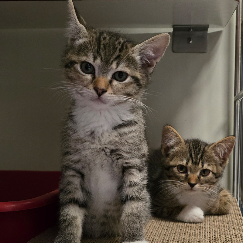Bendix und Patzi zusammen Die jungen Katzen Bendix und Patzi sitzen zusammen im Katzenzimmer.