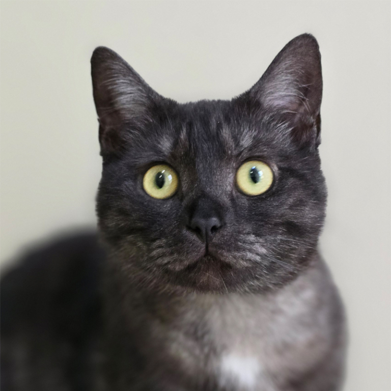 Chequita