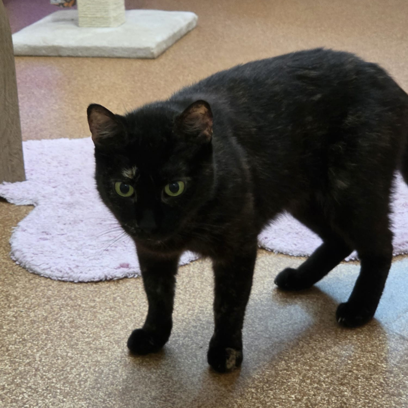 Mika steht im Katzenzimmer.