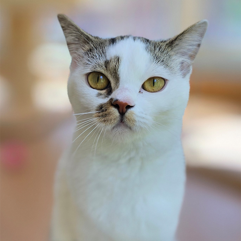 Ricola – Titelbild Porträt der weiß-grau gefleckten Katze Ricola.