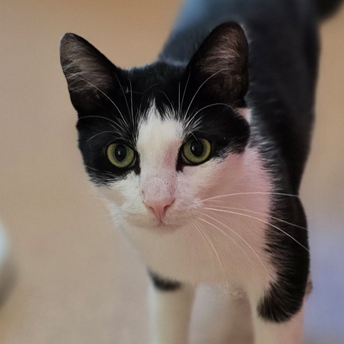 Sascha im Tierheim Der schwarz-weiße Kater Sascha blickt in die Kamera.