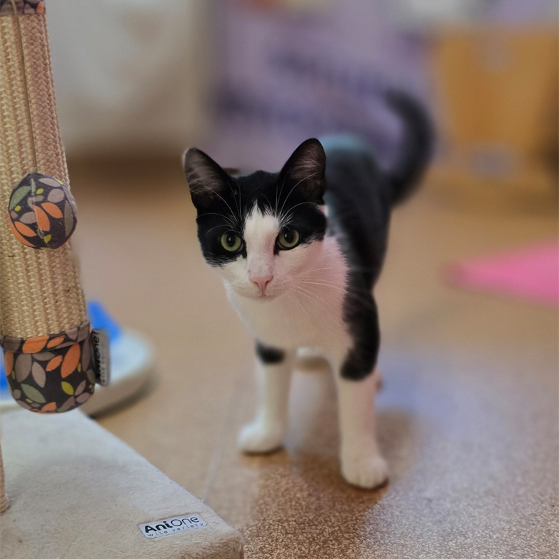 Sascha im Katzenzimmer Der schwarz-weiße Kater Sascha steht im Katzenzimmer.