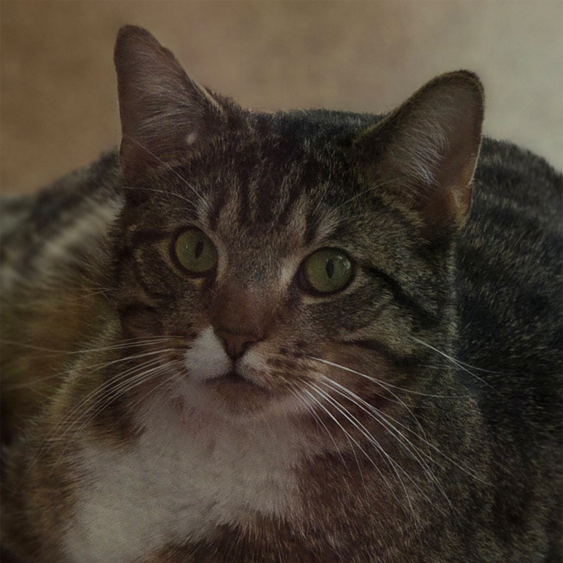 Kater Sprinti im Tierheim Hannover Kater Sprinti im Tierheim Hannover.