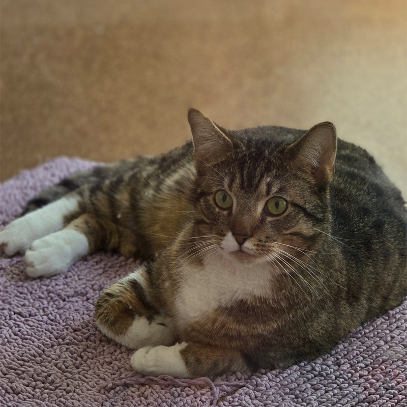 Kater Sprinti im Tierheim Hannover Kater Sprinti im Tierheim Hannover.