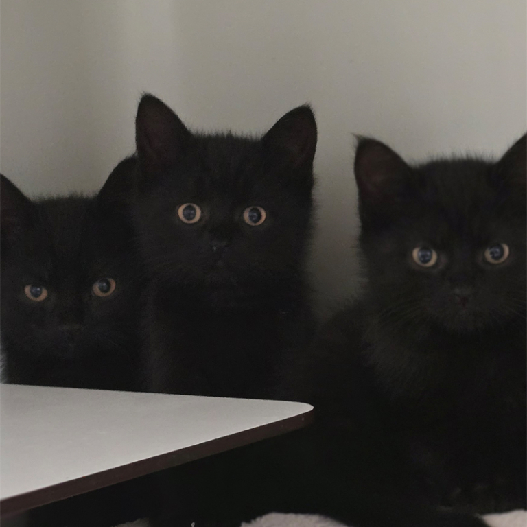 Katzen Waska, Watson und Wallace im Tierheim Hannover Waska+Watson+Wallace