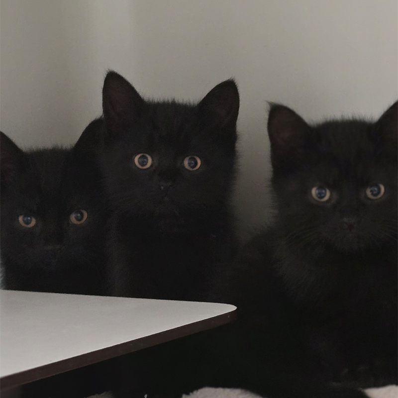 Die Katzen Waska, Watson und Wallace im Tierheim Hannover.