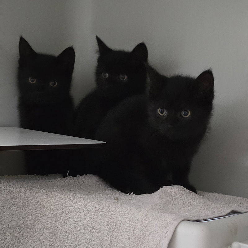 Die Katzen Waska, Watson und Wallace im Tierheim Hannover.