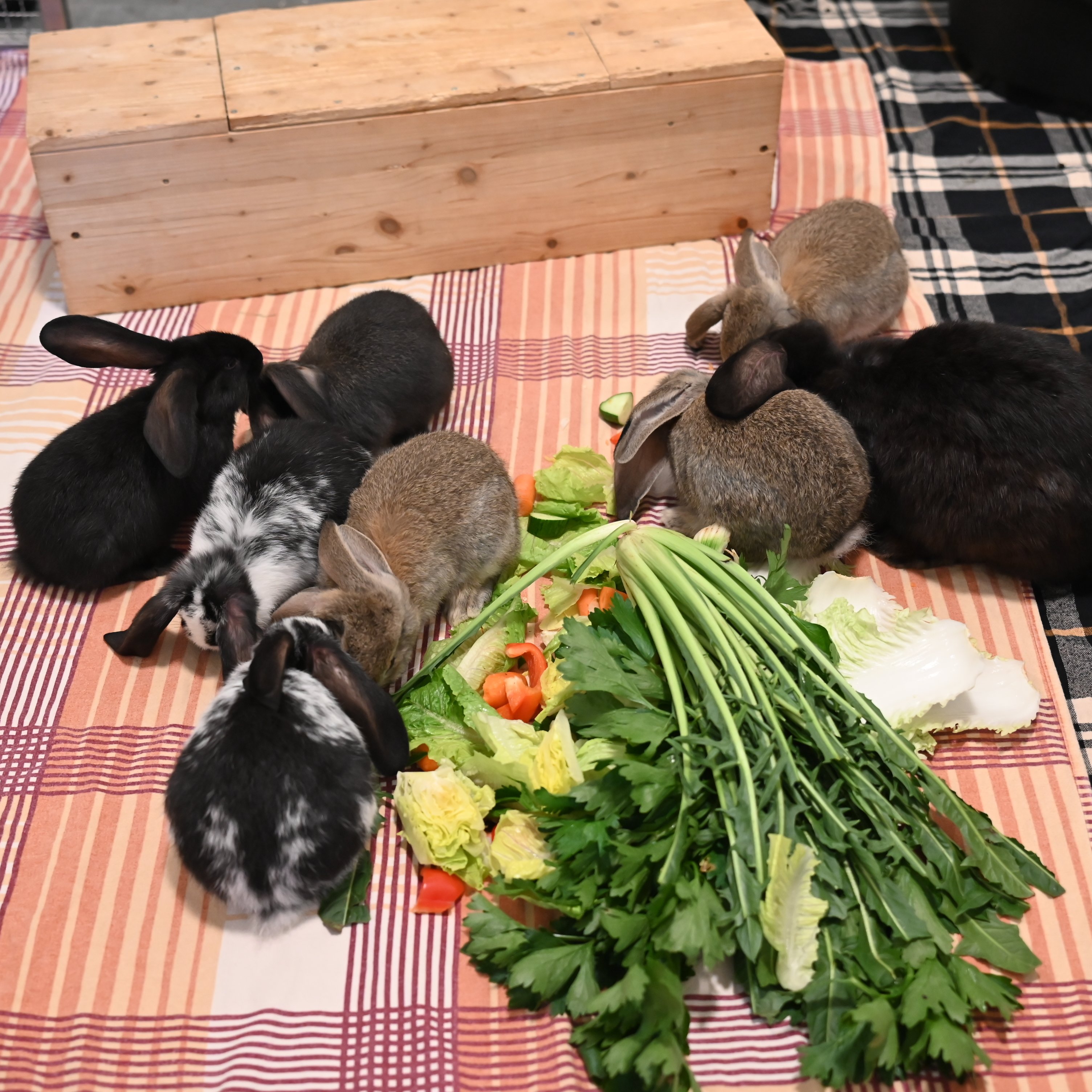 Mehrere Kaninchen fressen gemeinsam Frischfutter in einem Gehege.