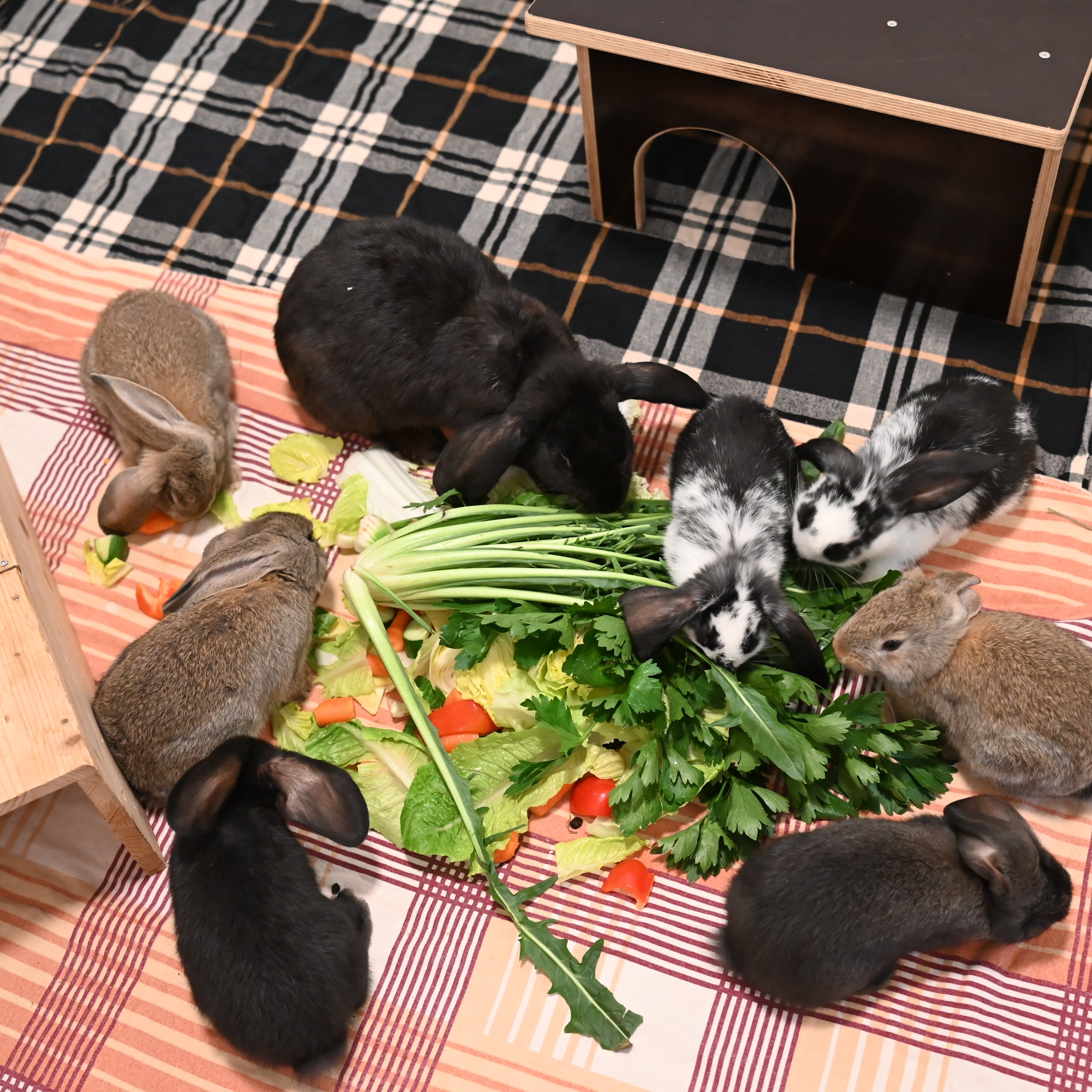 Mehrere Kaninchen fressen gemeinsam Frischfutter neben einem Holzhaus.