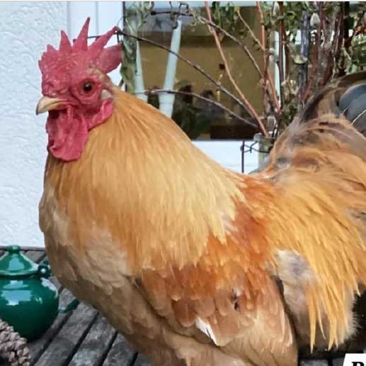 Goldbrauner Hahn Bilbo steht auf einer Terrasse.