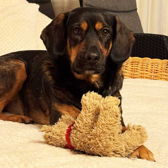 Schwarz-brauner Hund Chico liegt mit einem Stofftier auf einem Sofa.